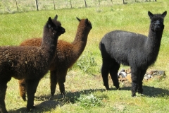 thumbs_alpaca