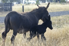 thumbs_donkeys